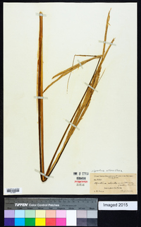 Spartina alterniflora image