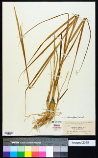 Spartina alterniflora image