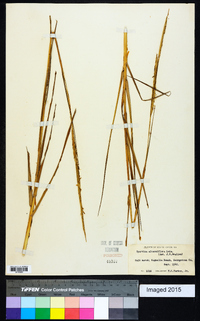 Spartina alterniflora image