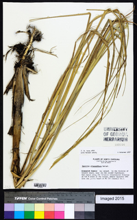 Spartina alterniflora image