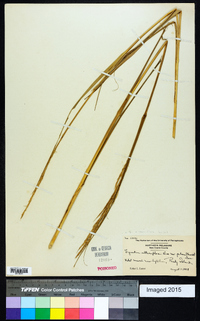 Spartina alterniflora image