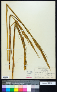 Spartina alterniflora image