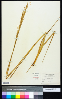 Spartina alterniflora image