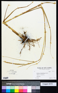 Spartina alterniflora image