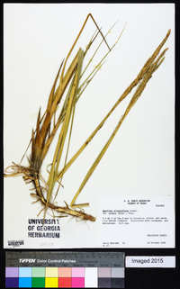 Spartina alterniflora image