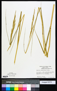 Spartina alterniflora image