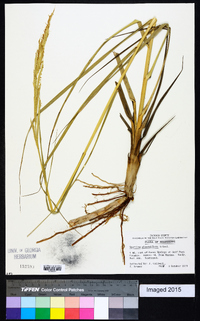 Spartina alterniflora image