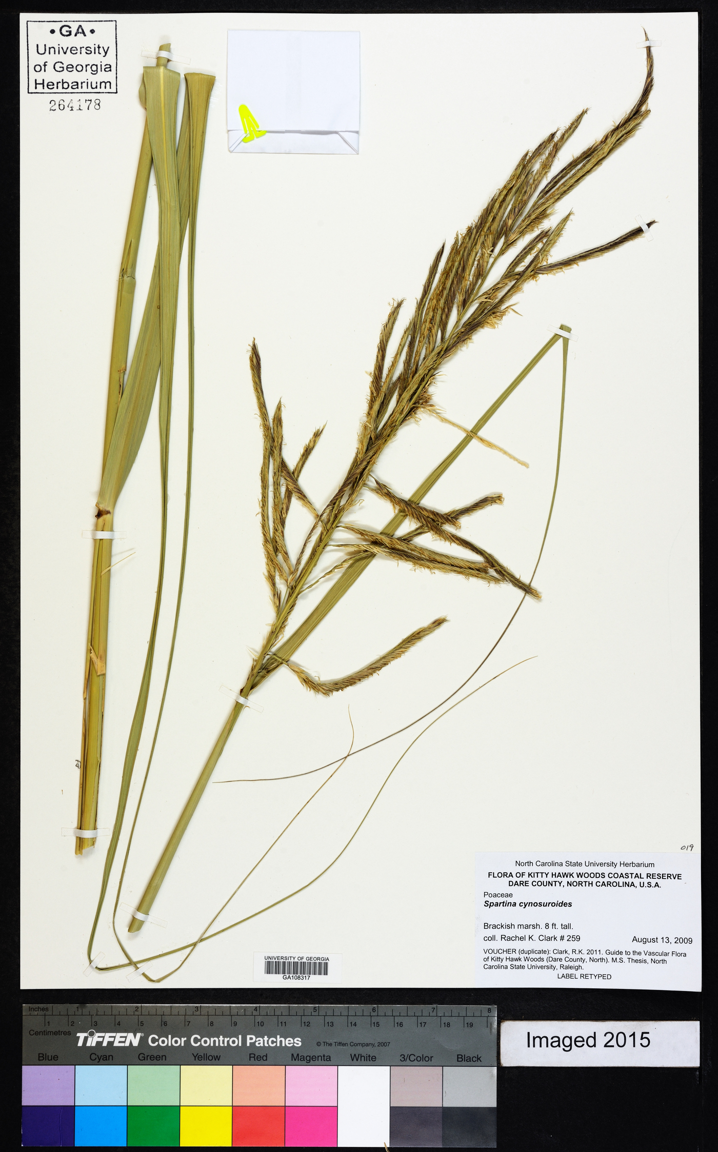 Spartina cynosuroides image