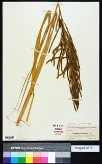 Spartina cynosuroides image