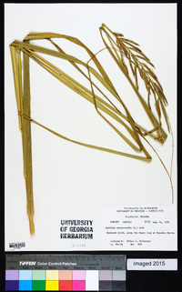 Spartina cynosuroides image