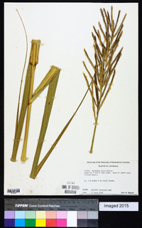 Spartina cynosuroides image