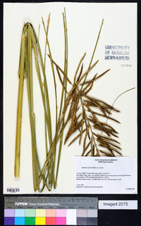 Spartina cynosuroides image