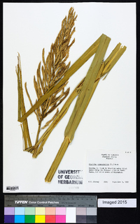 Spartina cynosuroides image