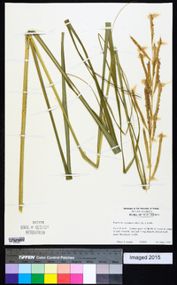 Spartina cynosuroides image