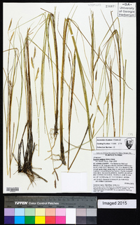 Spartina patens image