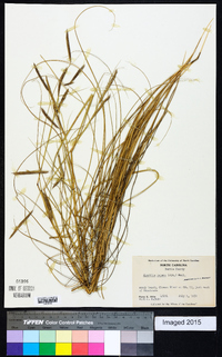 Spartina patens image