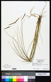 Spartina patens image