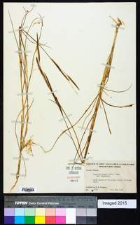 Spartina patens image