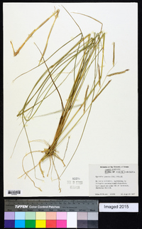 Spartina patens image