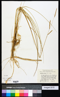 Spartina patens image