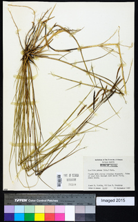 Spartina patens image