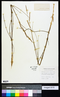 Spartina patens image