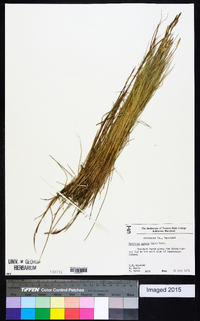 Spartina patens image