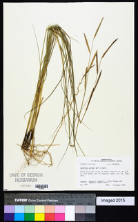 Spartina patens image