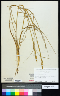 Spartina patens image