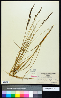 Spartina patens image