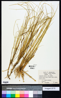 Spartina patens image