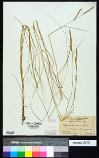 Spartina patens image