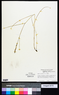 Spartina patens image