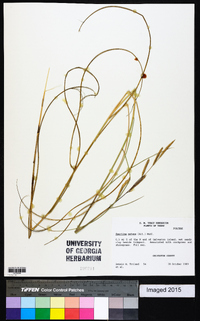 Spartina patens image