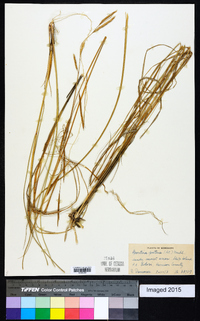 Spartina patens image