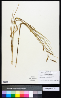 Spartina patens image