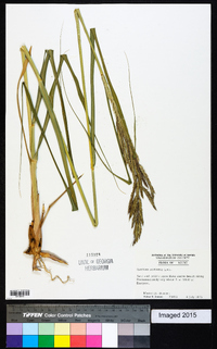 Spartina pectinata image