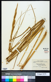 Spartina pectinata image