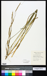 Spartina pectinata image