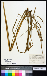 Spartina pectinata image