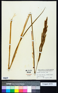 Spartina pectinata image