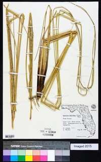 Spartina spartinae image