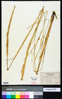 Spartina spartinae image