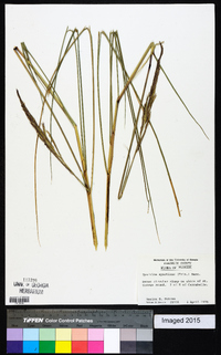 Spartina spartinae image