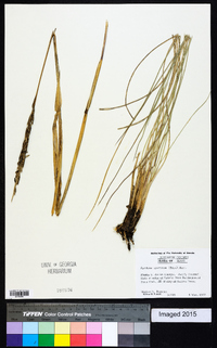 Spartina spartinae image