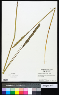 Spartina spartinae image