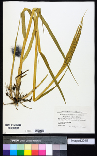 Spartina spartinae image