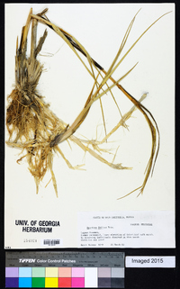 Spartina foliosa image