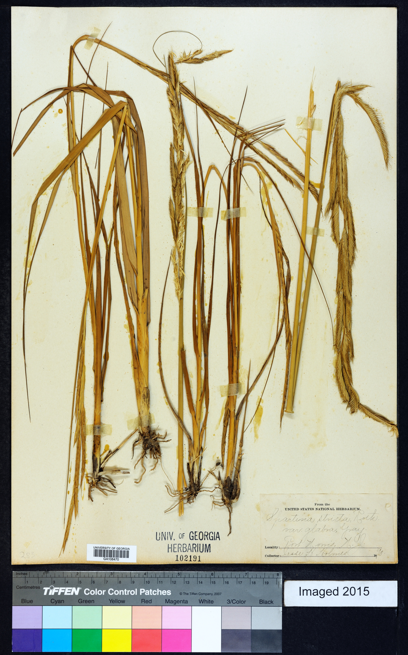 Spartina maritima image