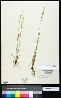 Sphenopholis filiformis image